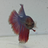 betta splendens man