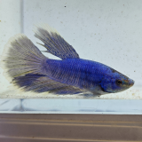 betta splendens man