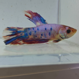 betta splendens man