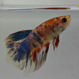 betta splendens man
