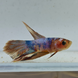 betta splendens man