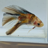 betta splendens man