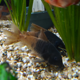 hoplisoma sp. aff. concolor CW217