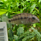 Apistogramma sp. d37
