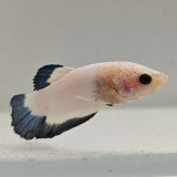 betta splendens man