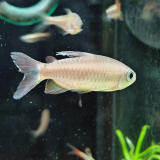 Phenacogrammus sp. orange makoua