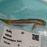 Sicyopterus microcephalus 