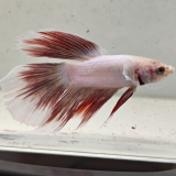 betta splendens man
