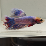 betta splendens man