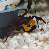 Lepidothelphusa species