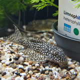 L 136 hypancistrus species
