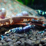 caridina cantonensis (Purple metalic nanacy)
