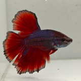 betta splendens man