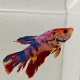 betta splendens man