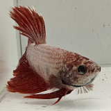 betta splendens man