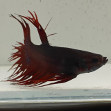 betta splendens man