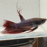 betta splendens man