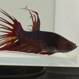 betta splendens man