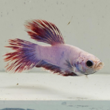 betta splendens man