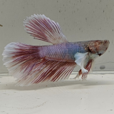 betta splendens man
