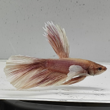 betta splendens man