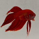 betta splendens man