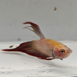 betta splendens man