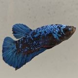 betta splendens man