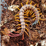 Scolopendra alipes