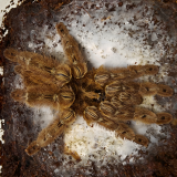 Heteroscodra maculata