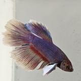 betta splendens man