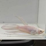 betta splendens man