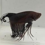 betta splendens man
