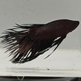 betta splendens man