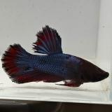 betta splendens man