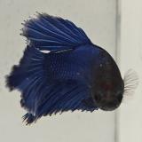 betta splendens man