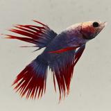 betta splendens man