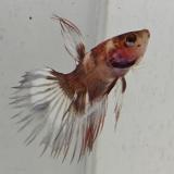betta splendens man