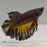betta splendens man