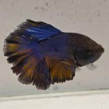 betta splendens man