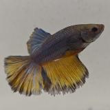 betta splendens man