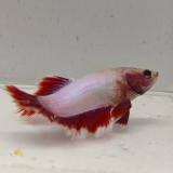 betta splendens man