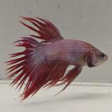 betta splendens man
