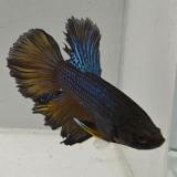 betta splendens man