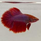 betta splendens man