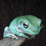 Litoria caerulea