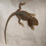 pogona viticeps