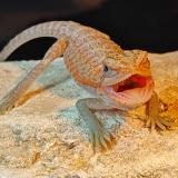 pogona viticeps
