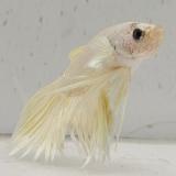 betta splendens man