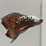betta splendens man
